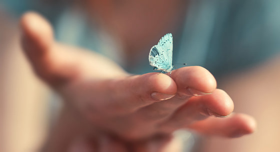 Pollinerare som fjärilar gynnas av ett ekologiskt jordbruk